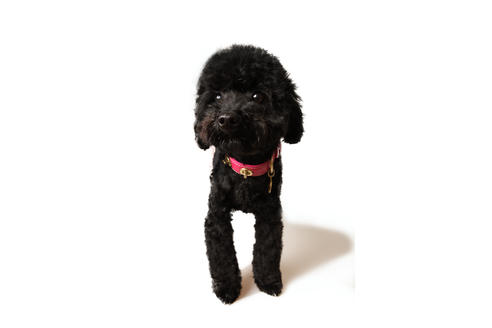 販売中のティーカッププードルの親犬